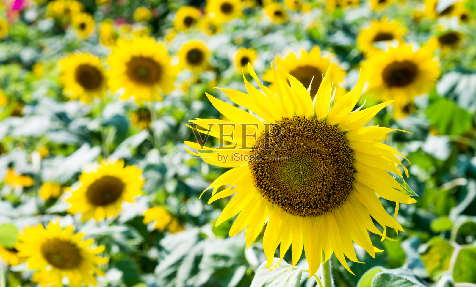 田野里美丽的向日葵照片摄影图片