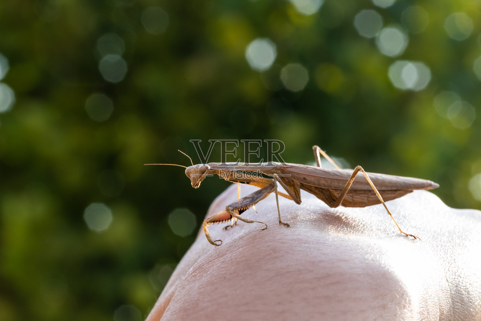 螳螂特写镜头。螳螂的肖像好奇地看着相机。照片摄影图片