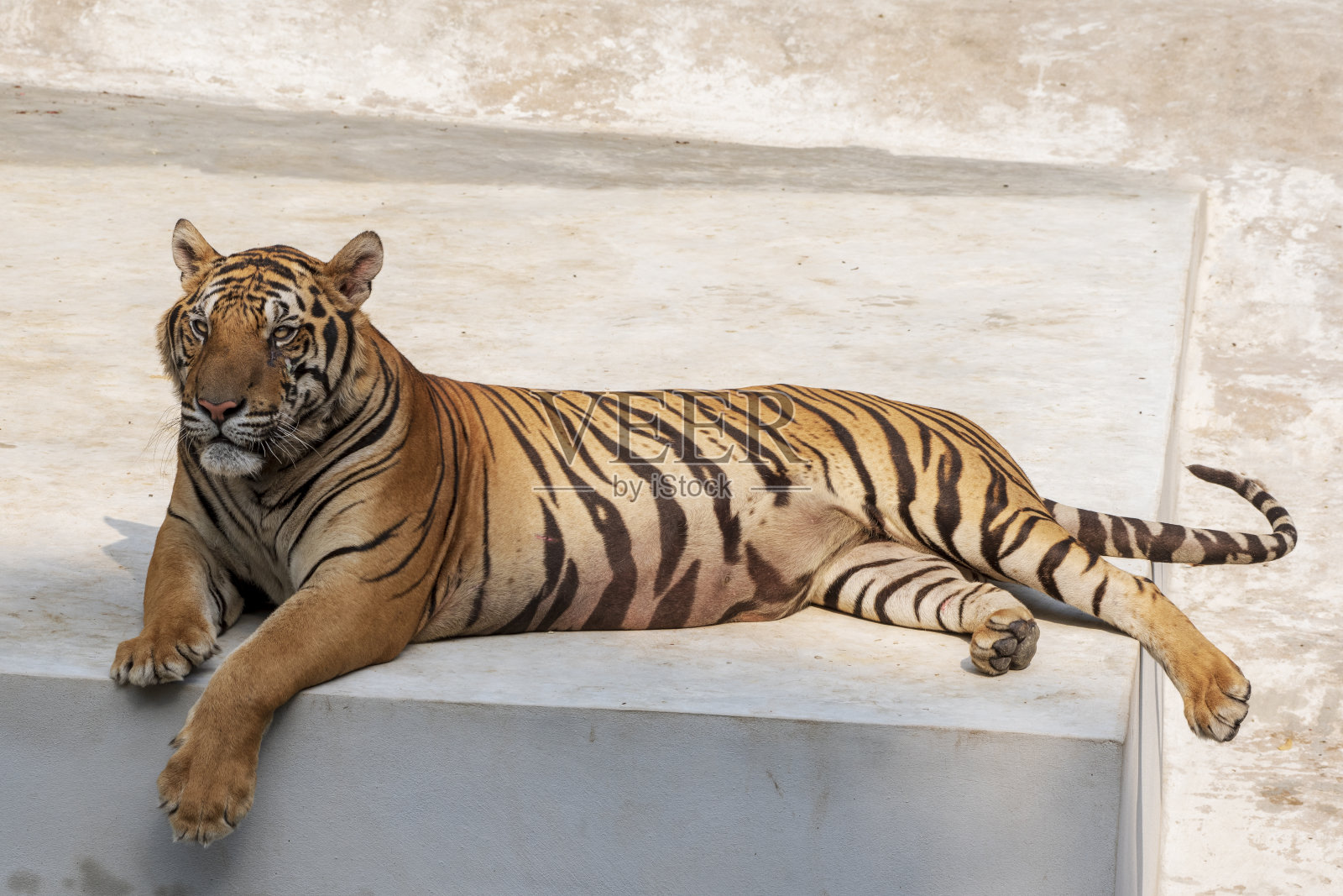 这只不自然生活的雄虎躺在水泥地上，摆出各种姿势。照片摄影图片