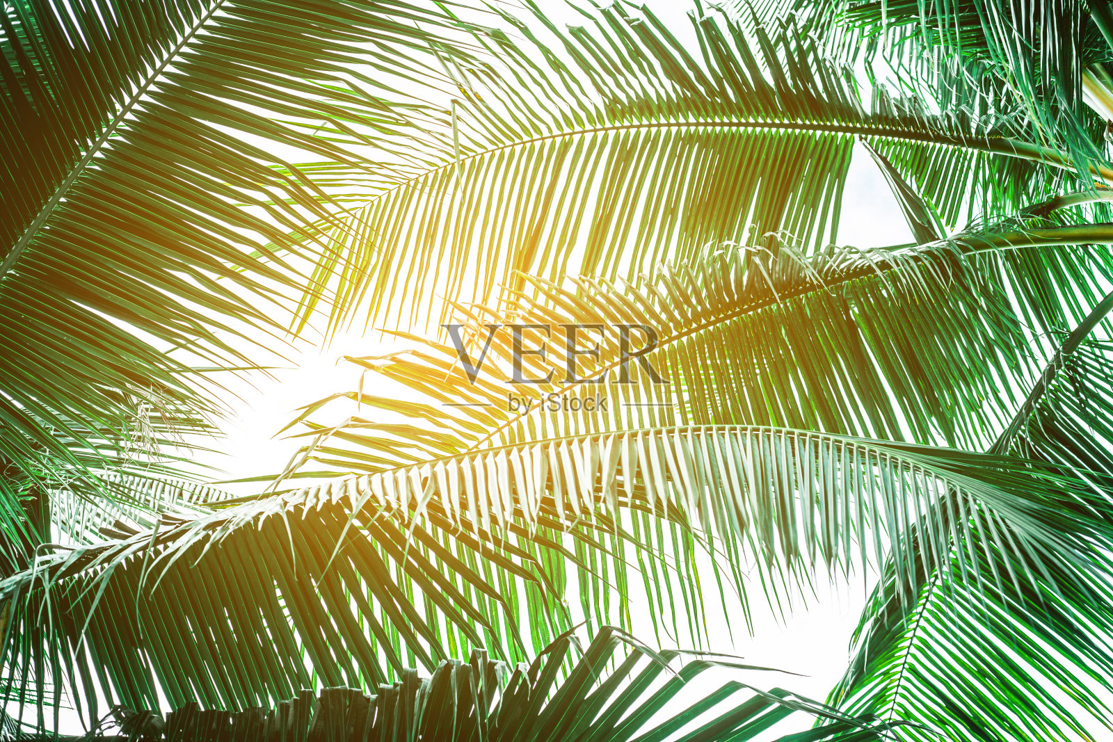 热带棕榈叶背景，椰子树透视视图照片摄影图片