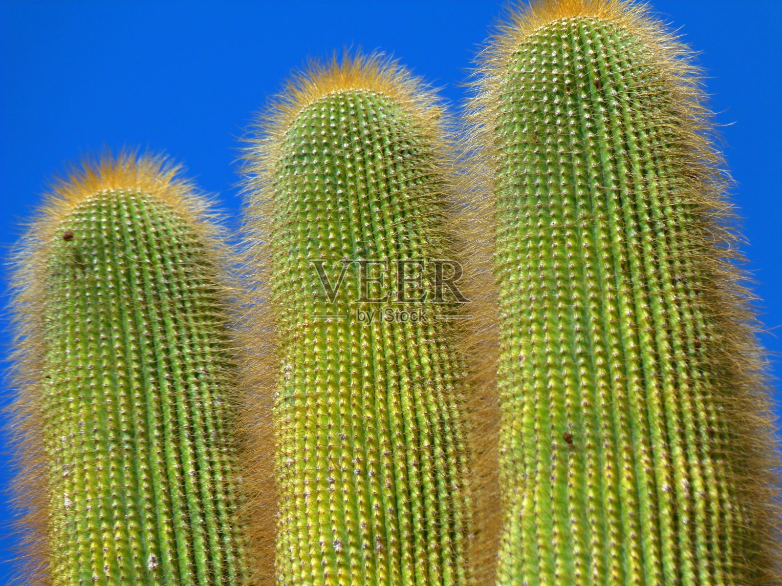 仙人掌，摩纳哥的异国情调花园照片摄影图片