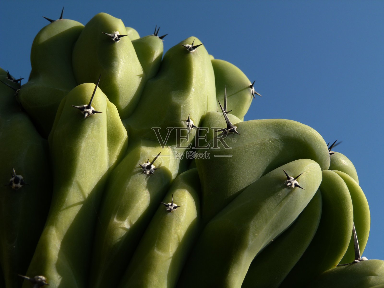 仙人掌，摩纳哥的异国情调花园照片摄影图片