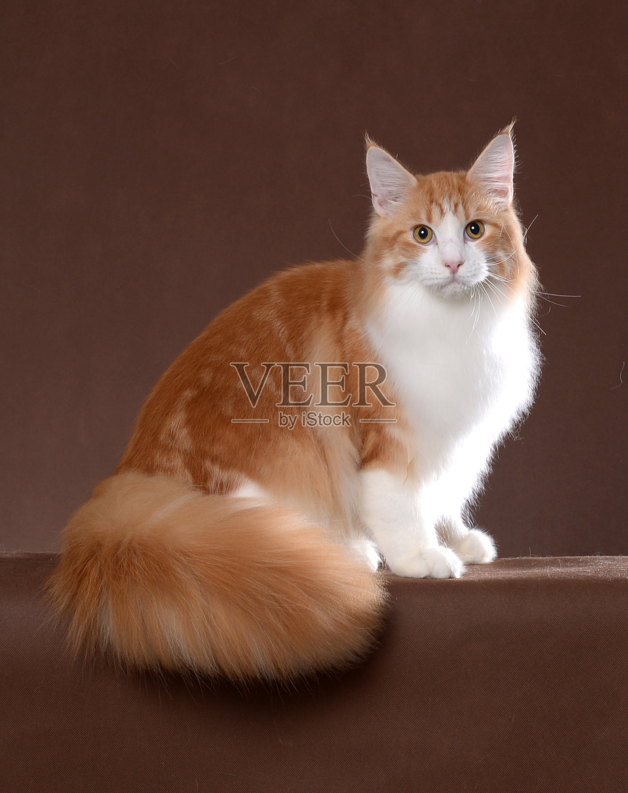 缅因库恩照片摄影图片