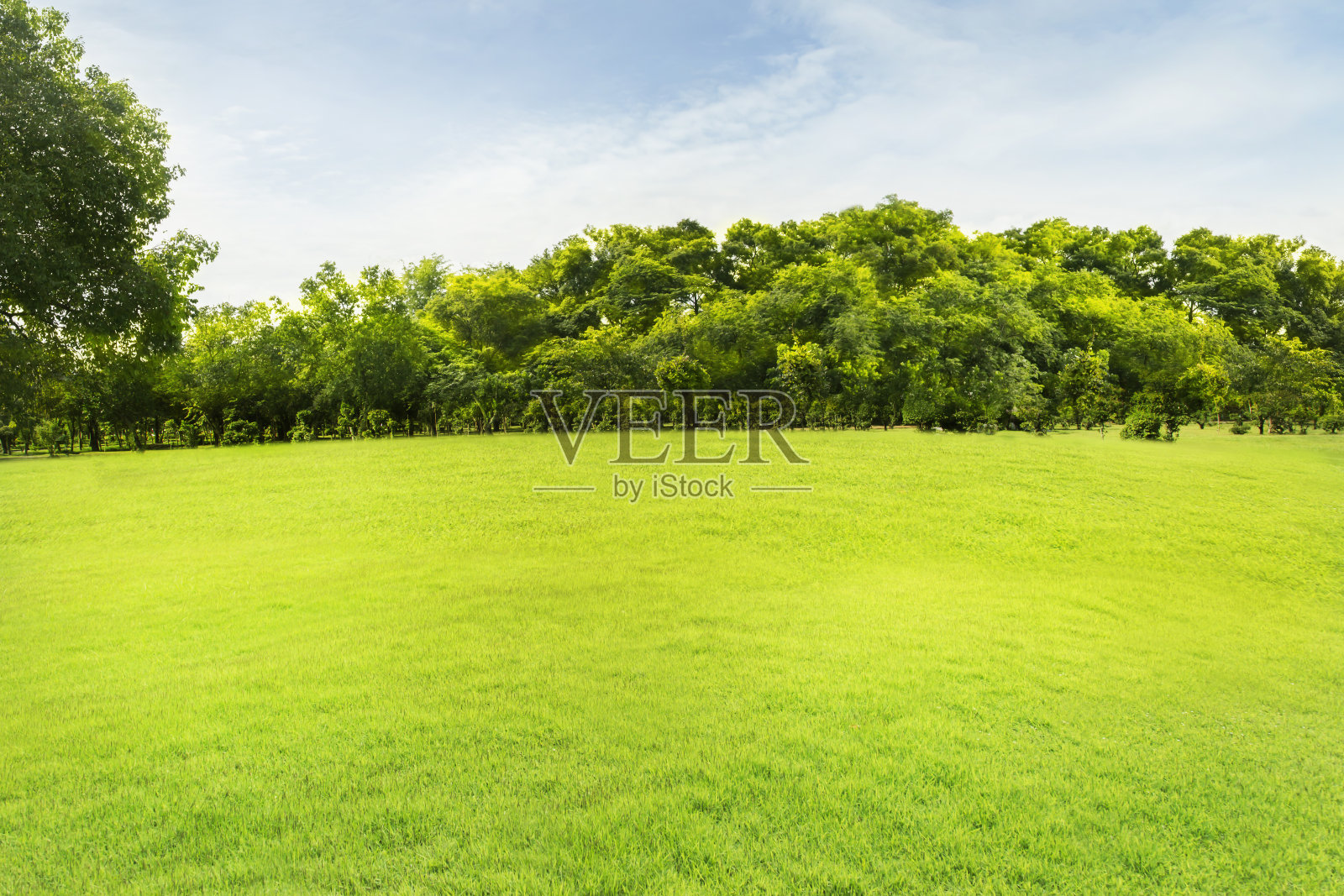 森林和绿色的草坪和茂密的树木和晴朗的天空照片摄影图片