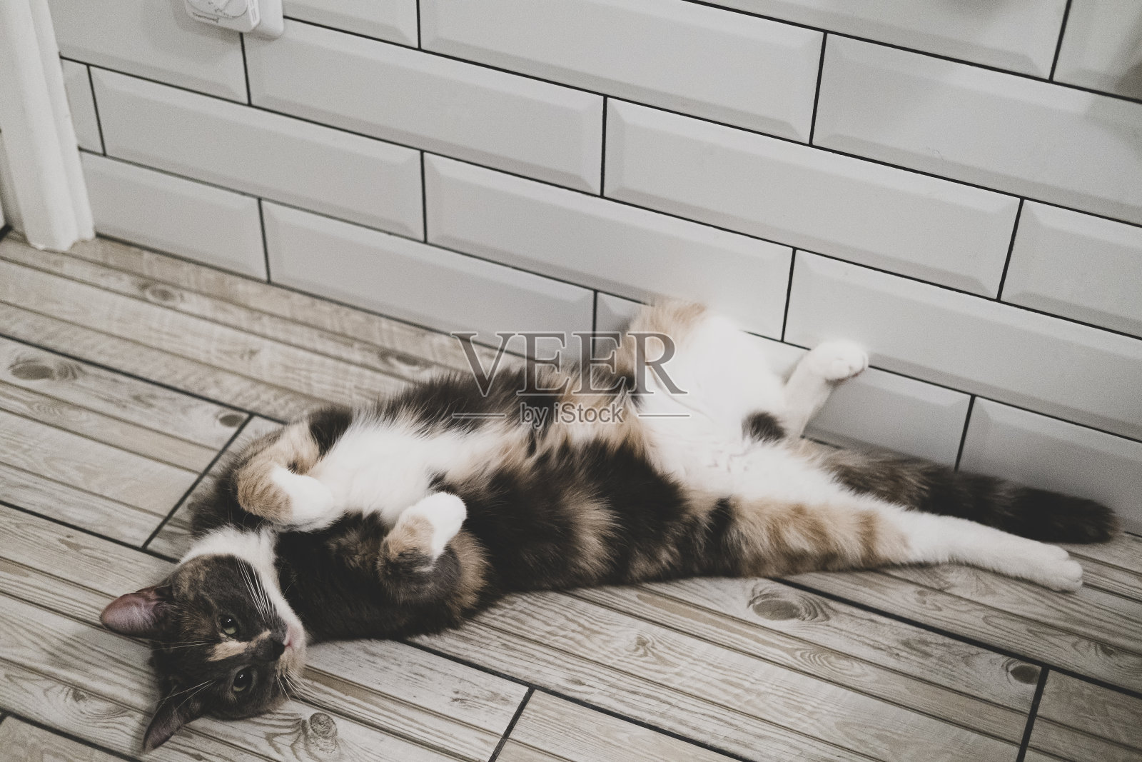 可爱的小猫滑稽地躺在浴室温暖的瓷砖地板上，享受和打盹。照片摄影图片