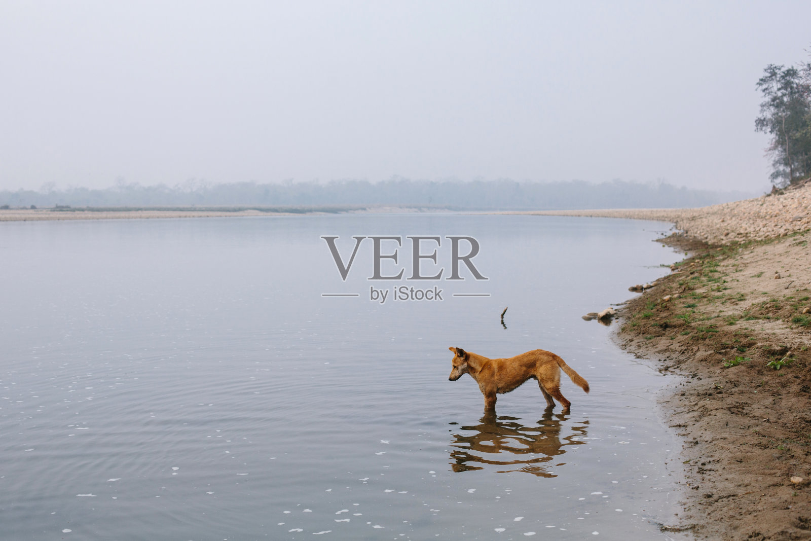 一只棕色的杂种狗孤零零地站在湖水中照片摄影图片