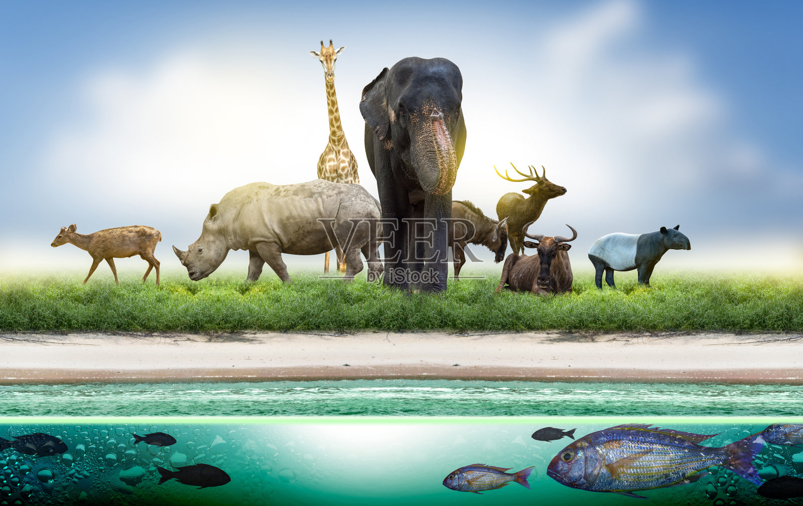 野生动物保护日野生动物回家。或野生动物保护照片摄影图片