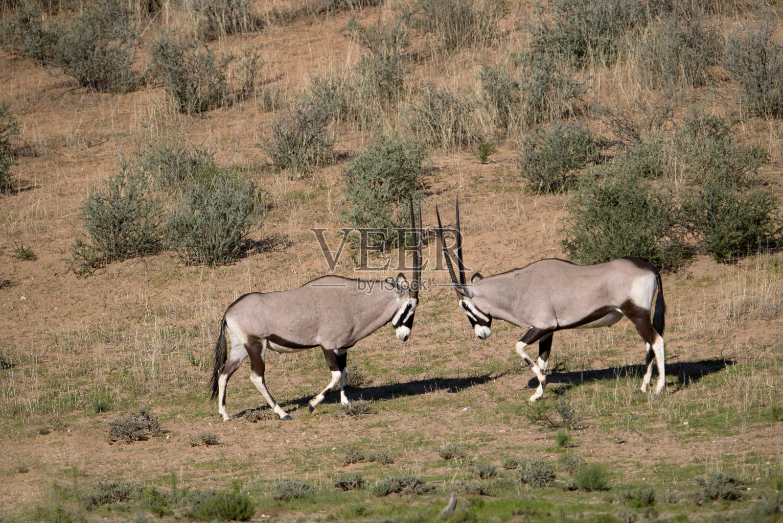 沙漠中的大羚羊。照片摄影图片