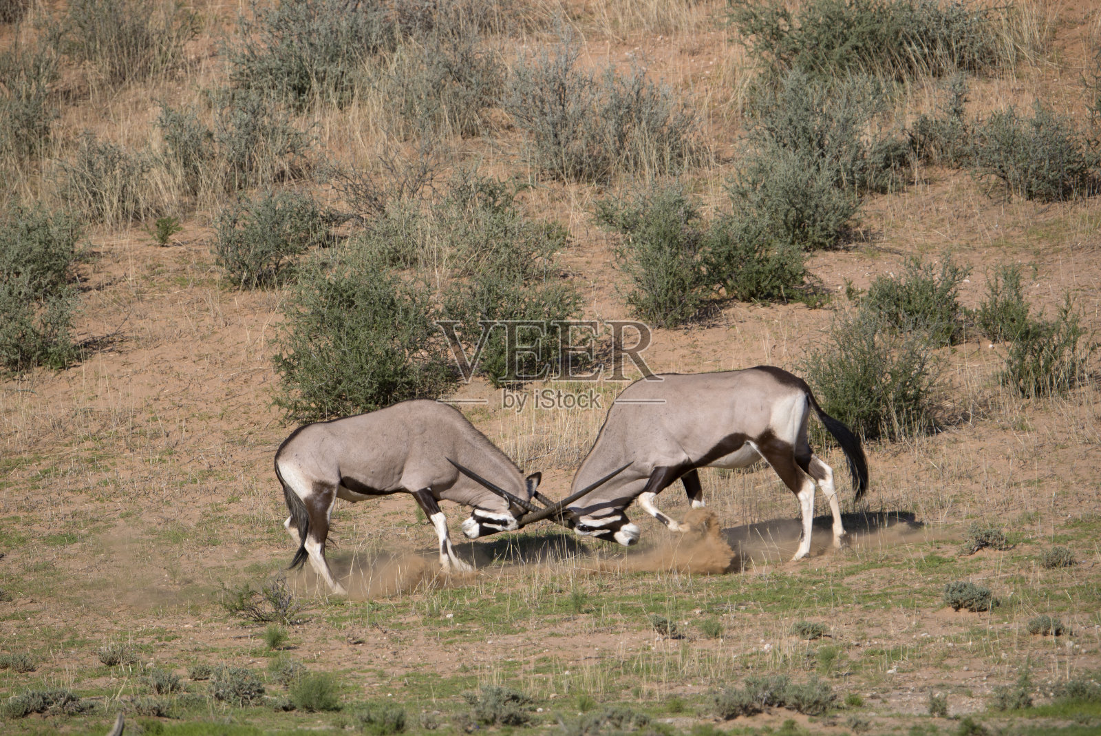 沙漠中的大羚羊。照片摄影图片