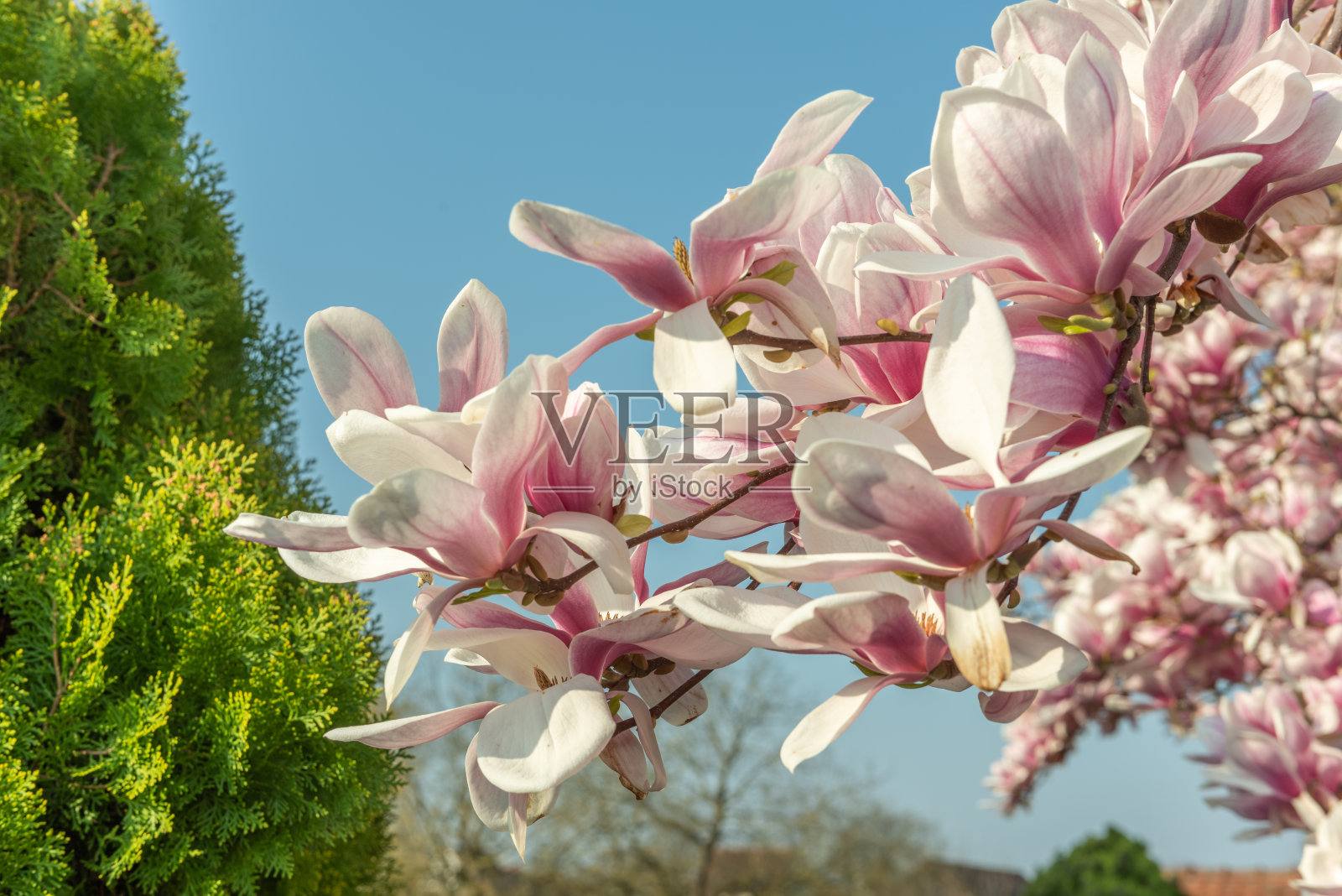 木兰树在春天的花园里照片摄影图片