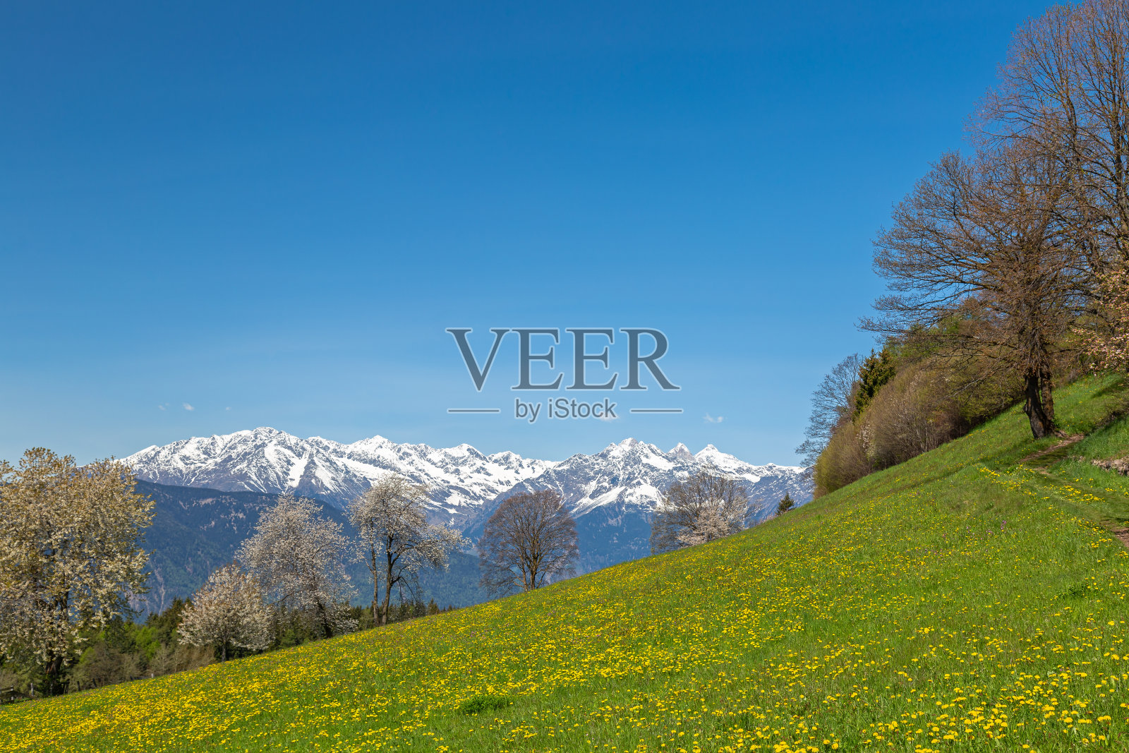 春天野花丛生的草地照片摄影图片