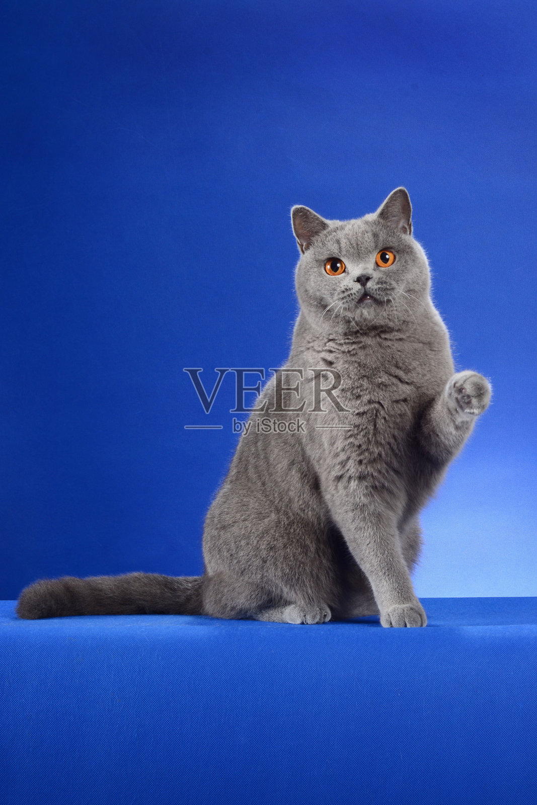 英国短毛猫照片摄影图片