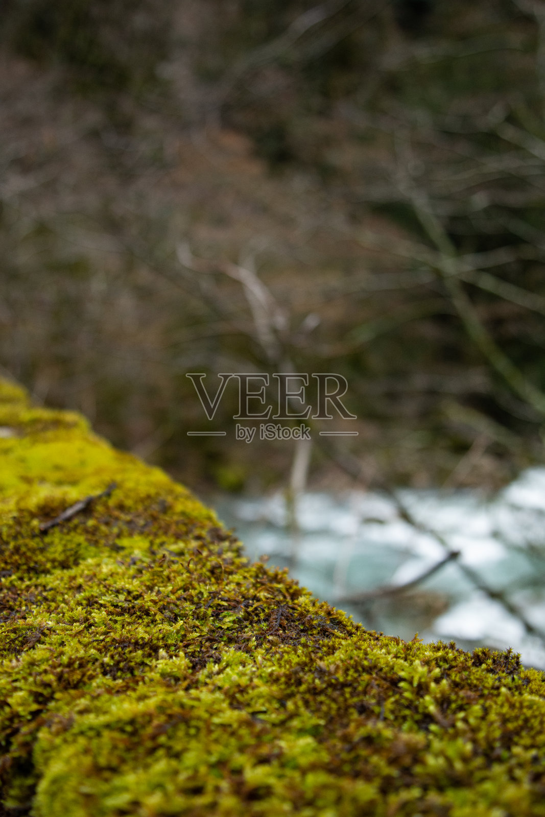 峡谷在古老的森林里。照片摄影图片