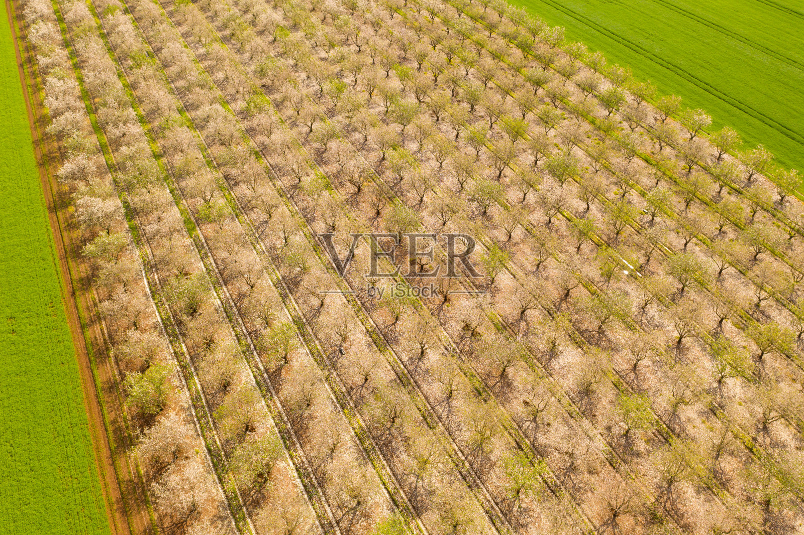白色盛开的杏树种植园航拍景观照片摄影图片