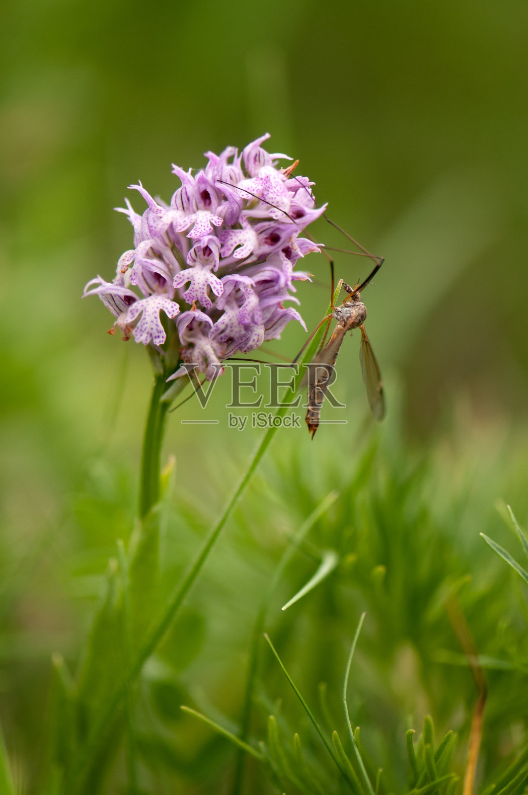 春天的草地上，一只大蚊子在森林兰花上照片摄影图片