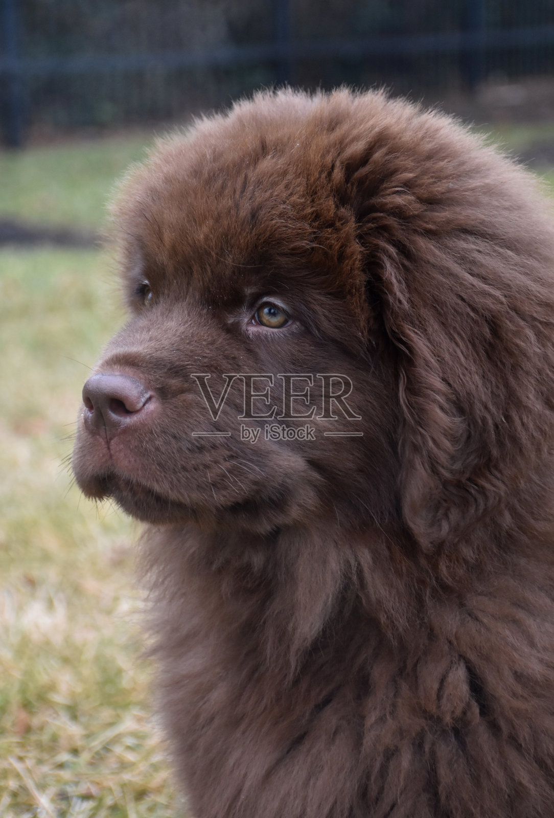 可爱的巧克力棕色纽芬兰小狗狗照片摄影图片