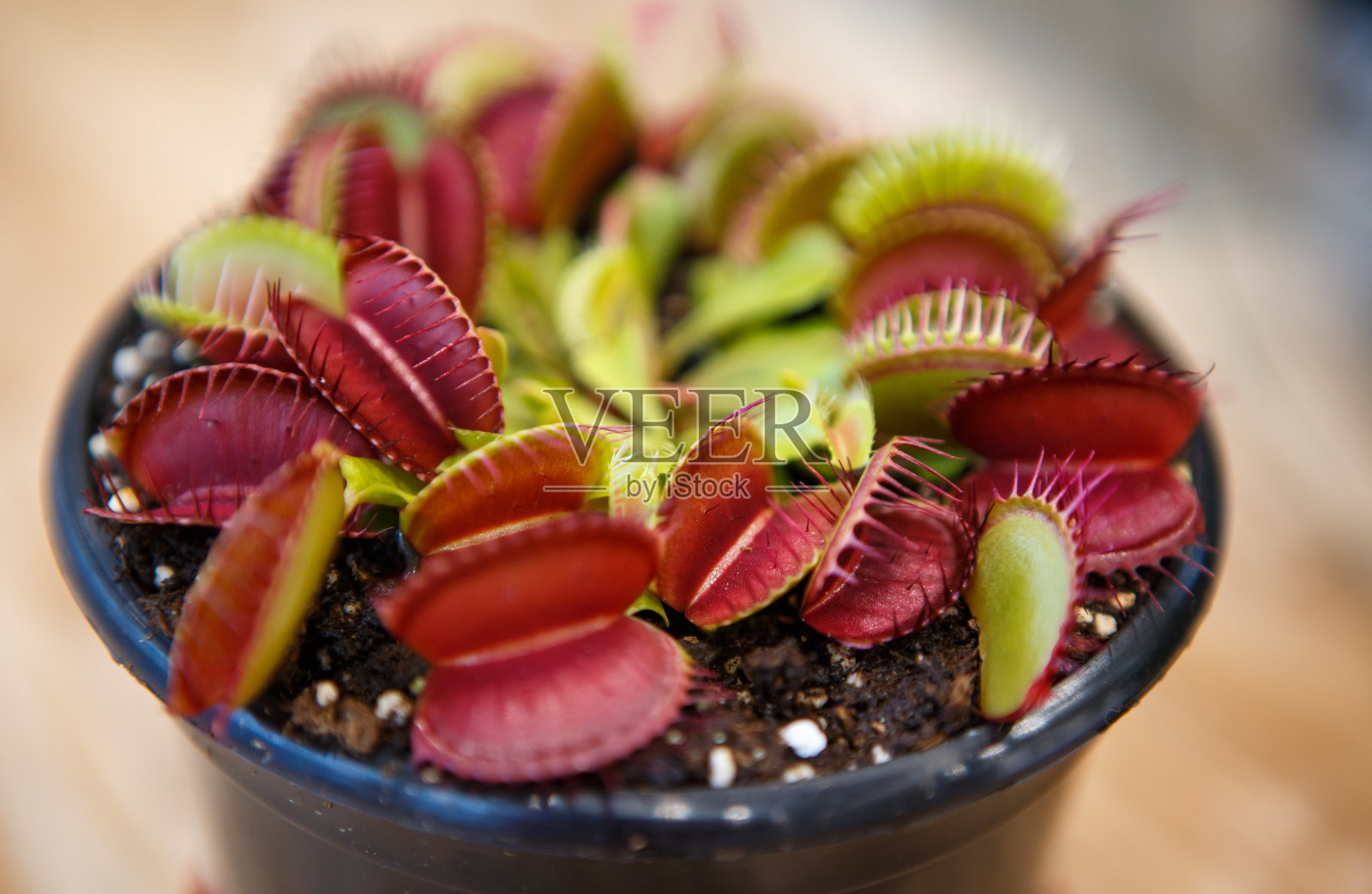 肉食性外来植物木刺草近距离观察照片摄影图片