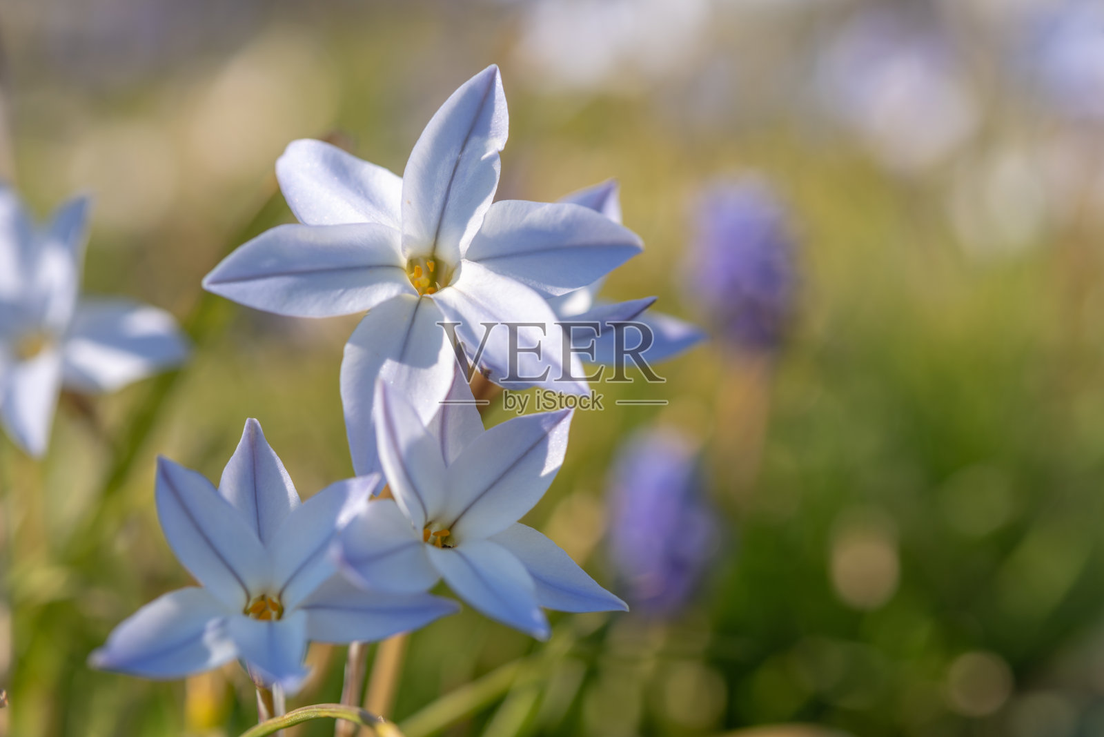 春天草地上的一株“白星”草照片摄影图片