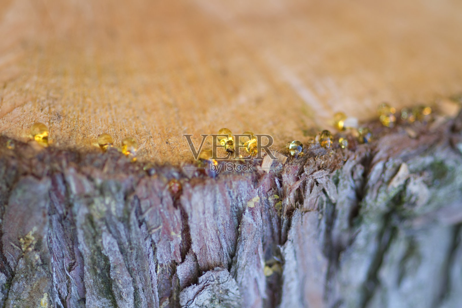 树切片与树树脂滴照片摄影图片
