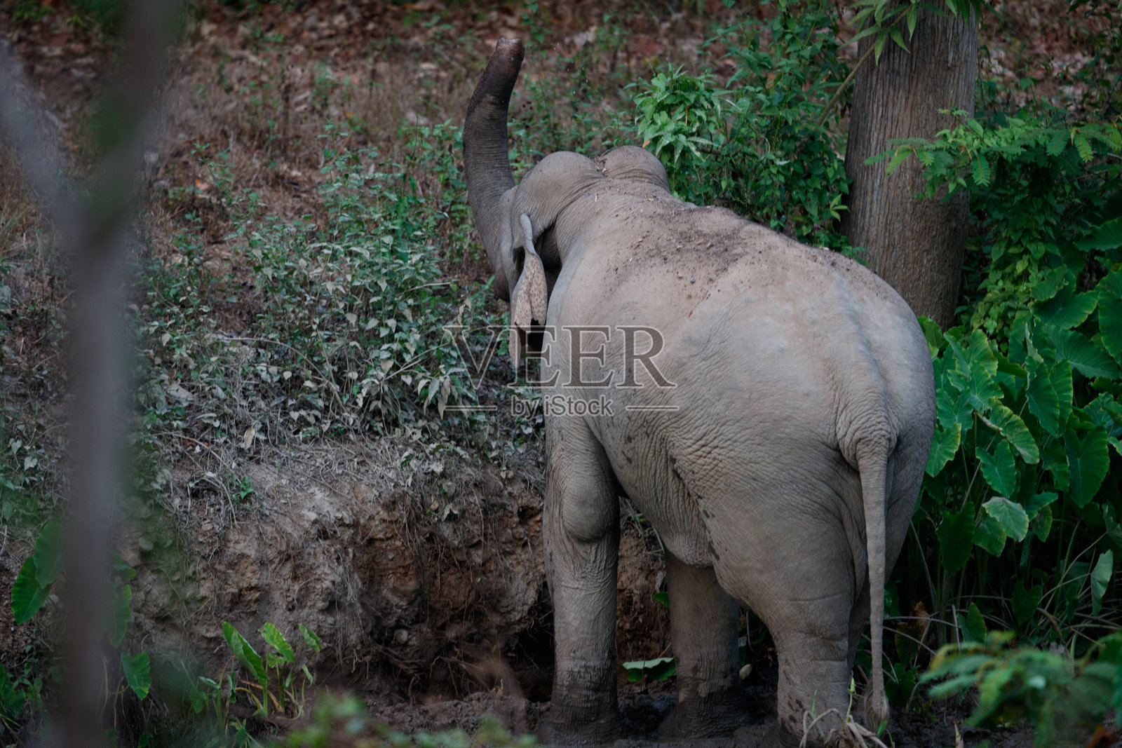 亚洲象(大象)或亚洲象照片摄影图片