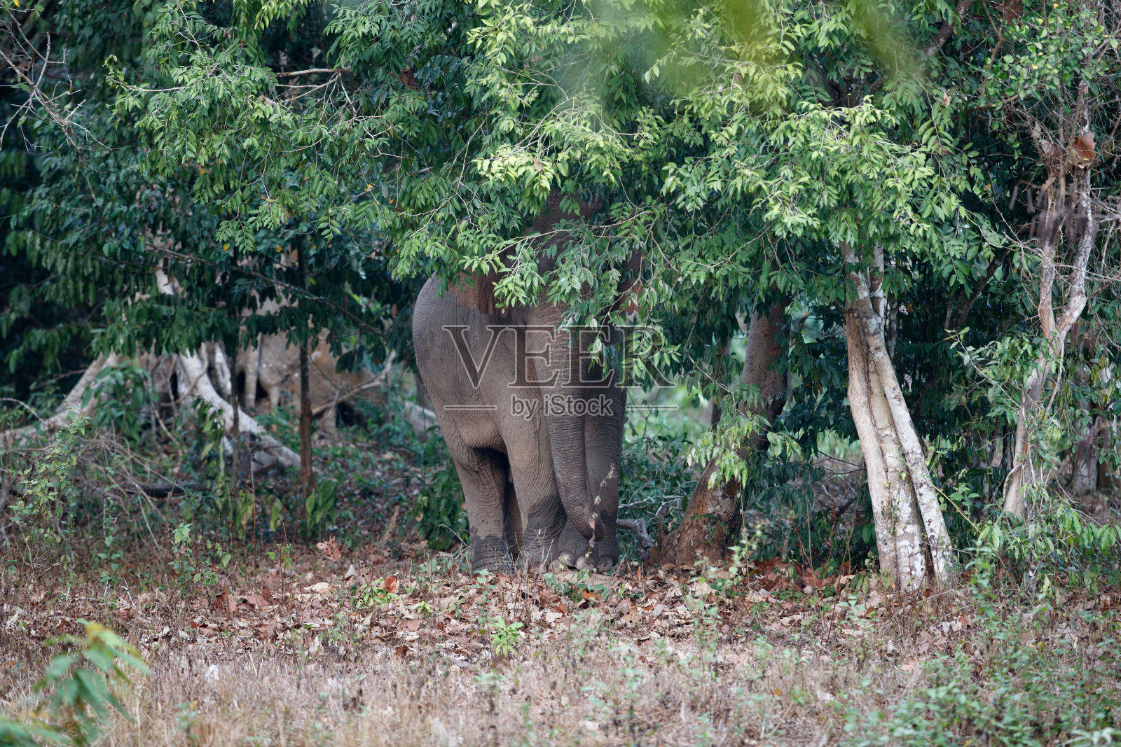 亚洲象(大象)或亚洲象照片摄影图片