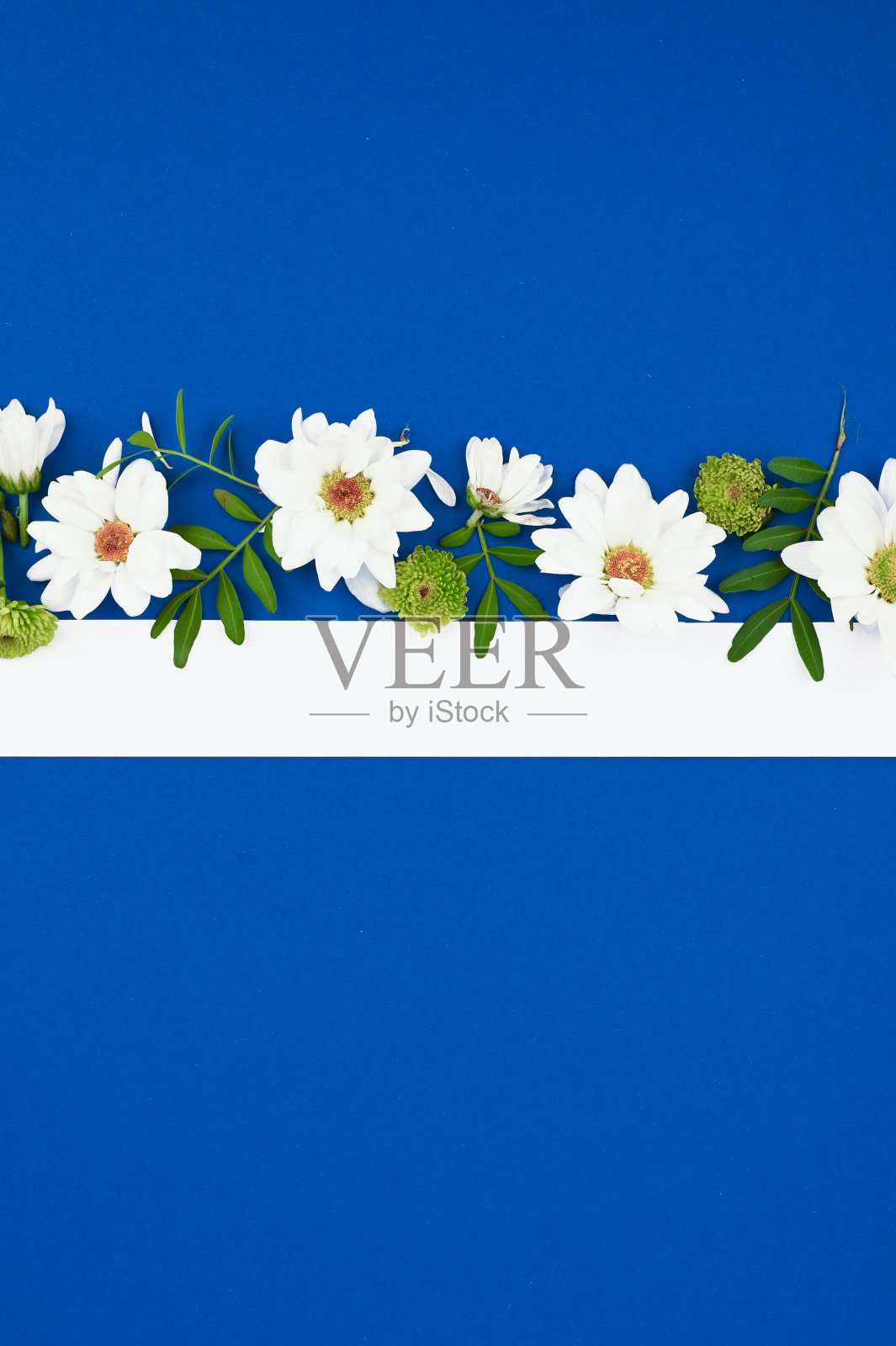 春天的花朵组成。模拟纸卡与副本空间。由蓝色背景上的白花构成的框架照片摄影图片