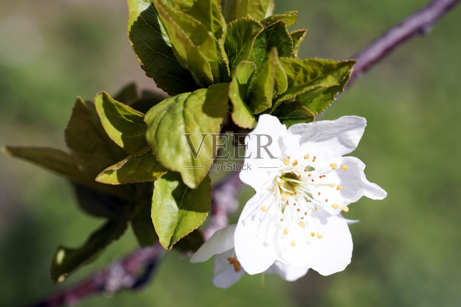 苹果树开花了。照片摄影图片