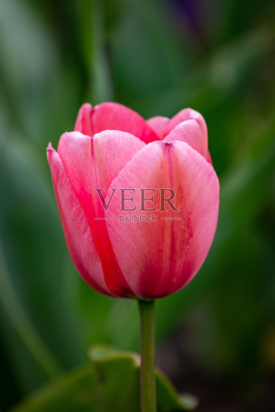 春天的郁金香照片摄影图片