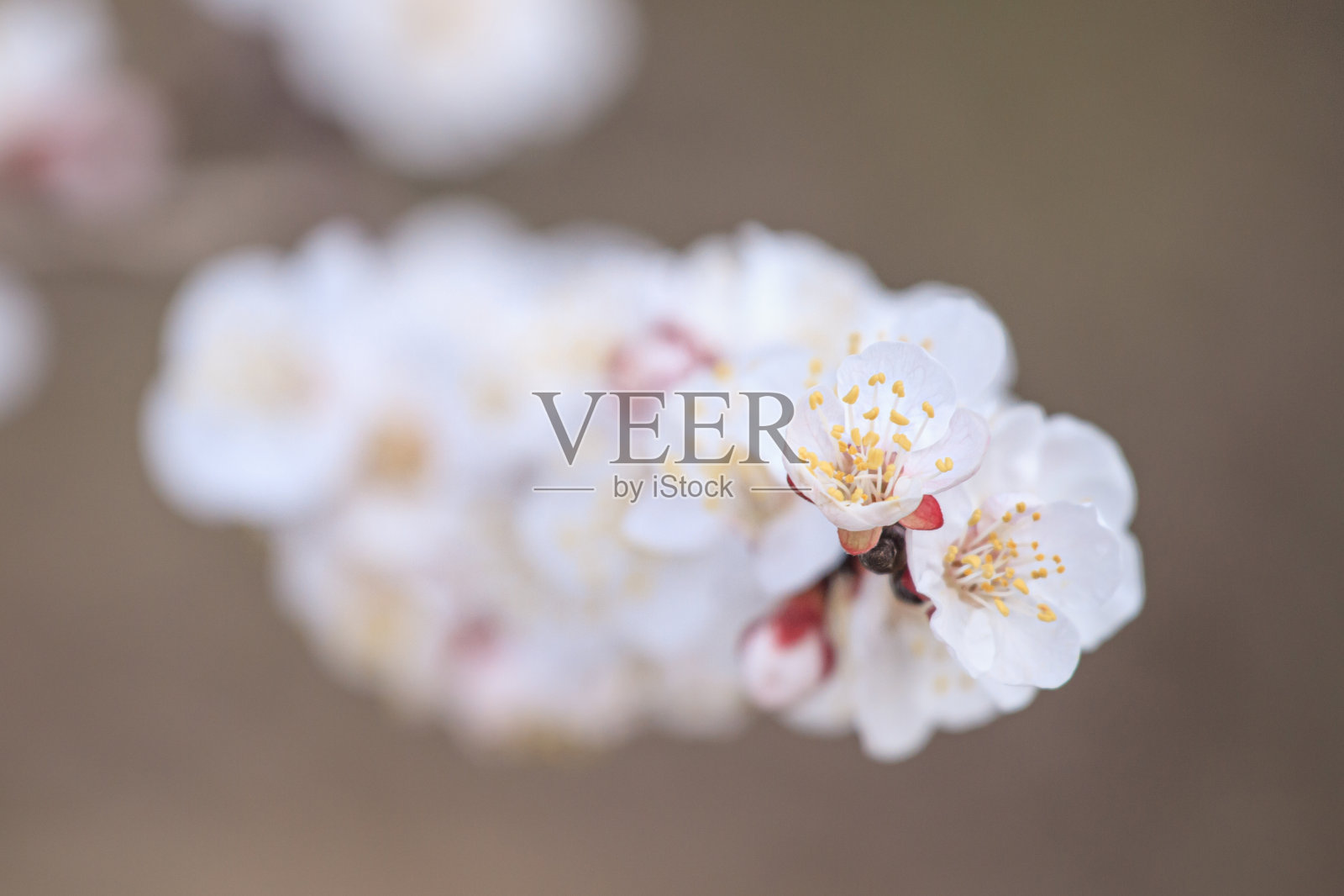 春天白色的樱花照片摄影图片