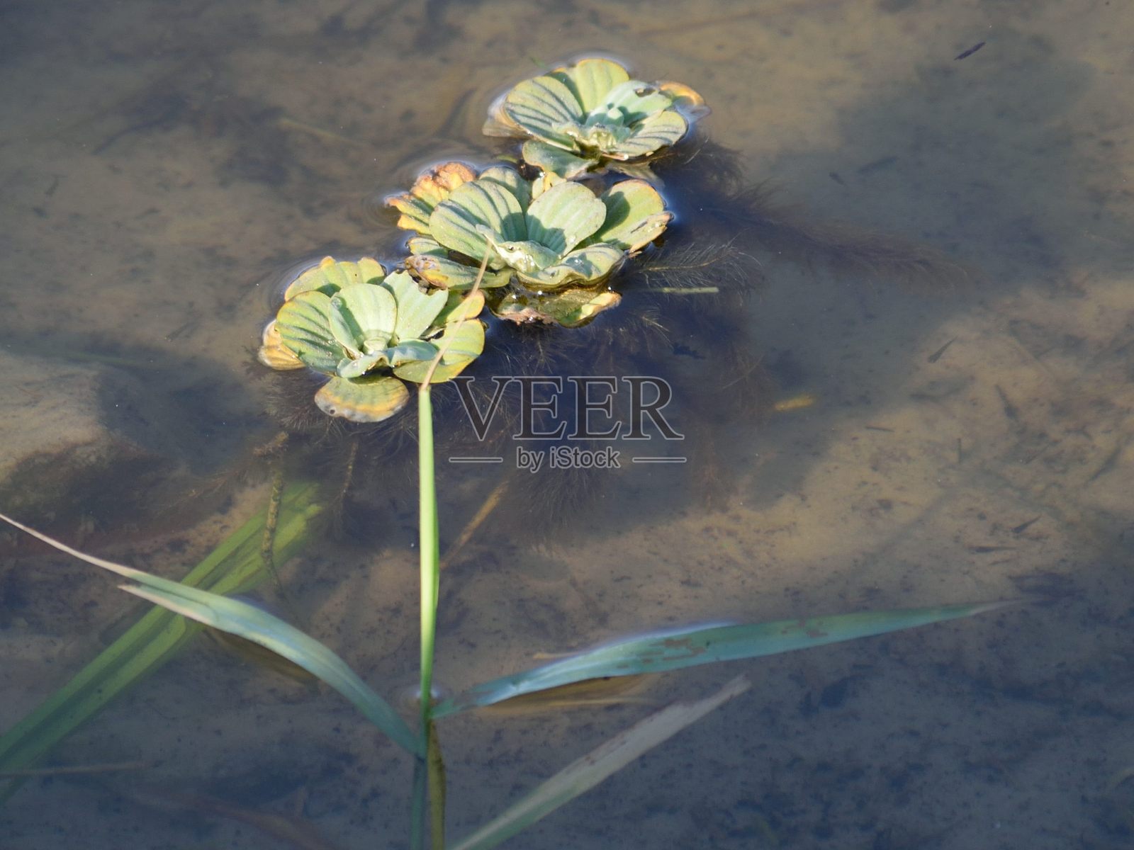 湖植物照片摄影图片