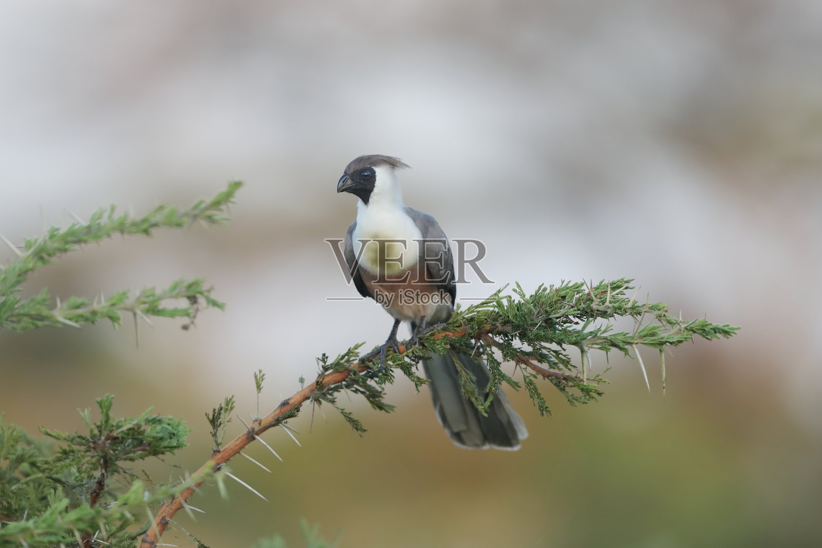 的bare-faced go-away-bird照片摄影图片