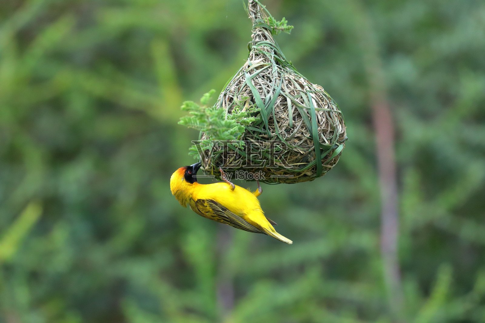 非洲蒙面韦弗照片摄影图片