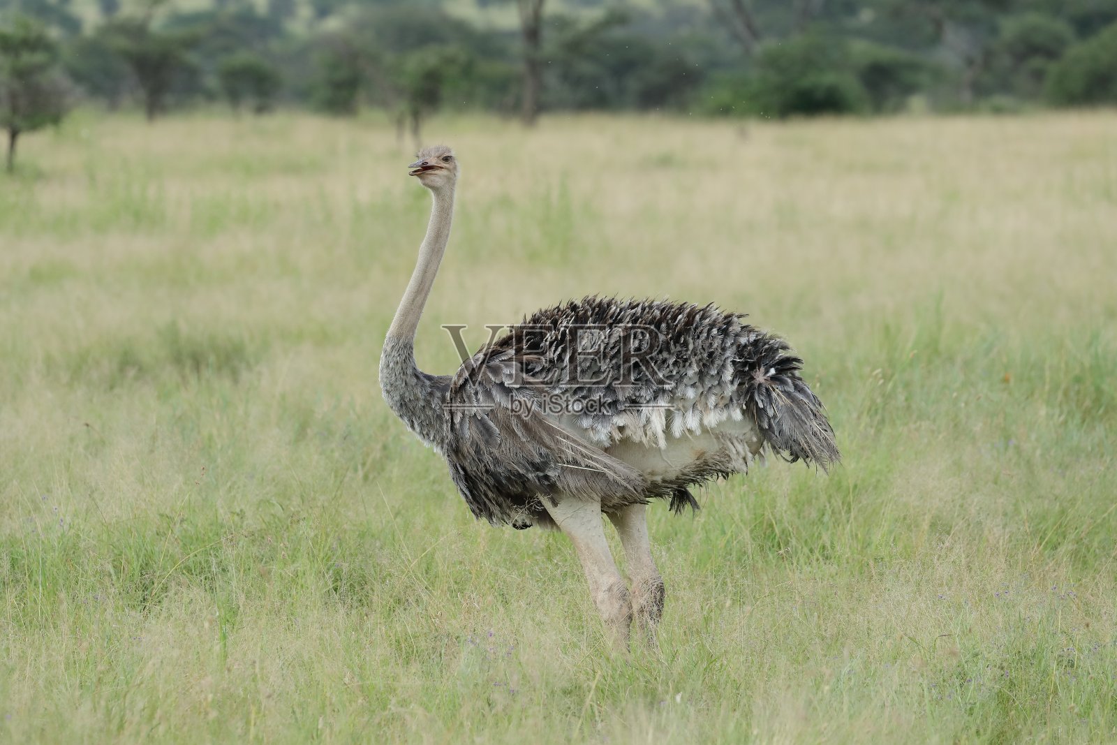普通的鸵鸟或简单的鸵鸟照片摄影图片