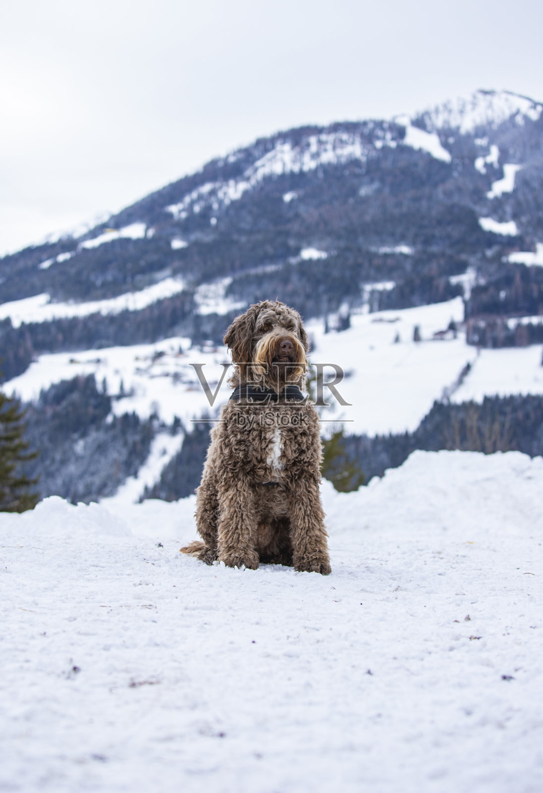 拉布拉多犬在冬天照片摄影图片