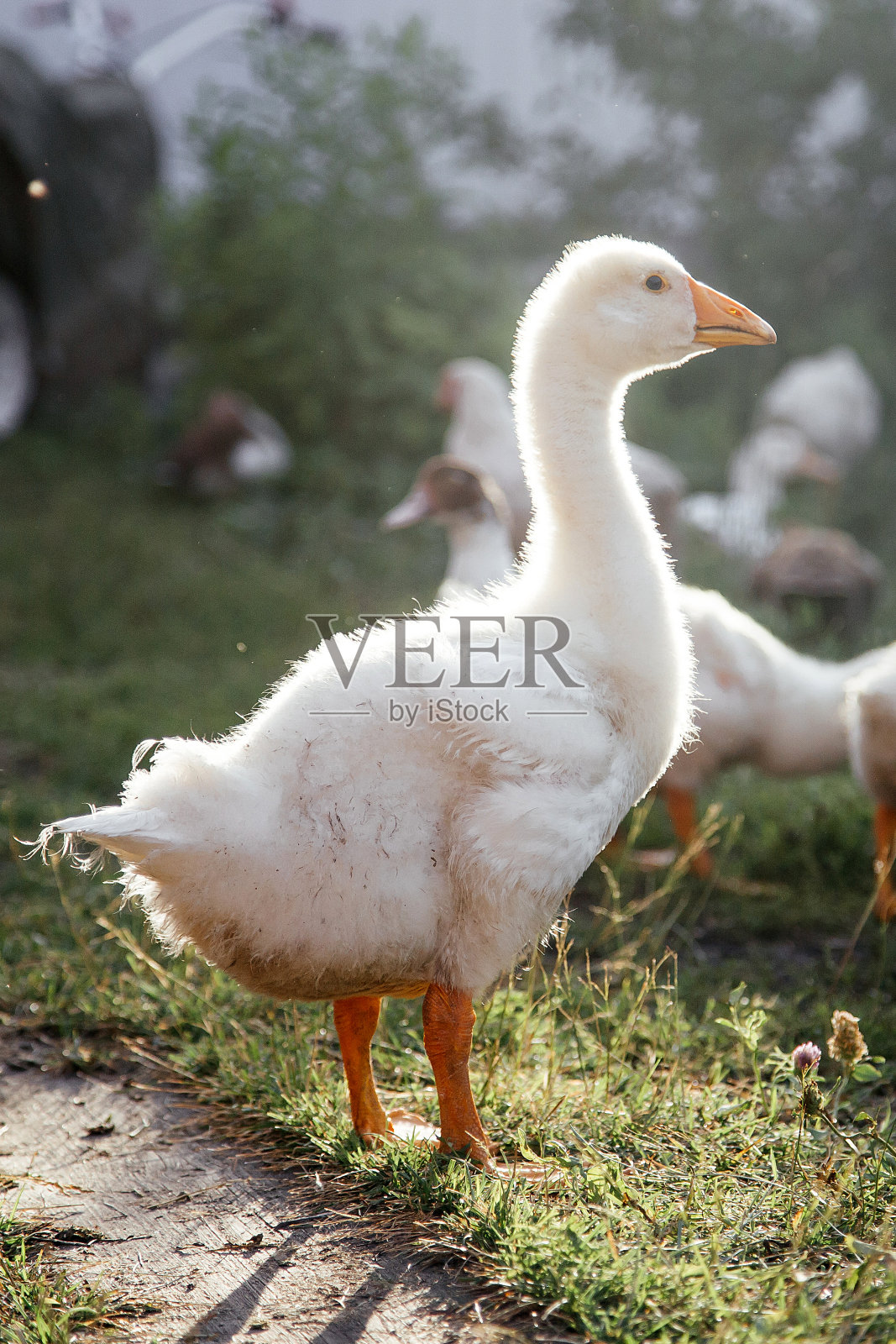 后院的小鹅。乡村生活。农业产业。照片摄影图片