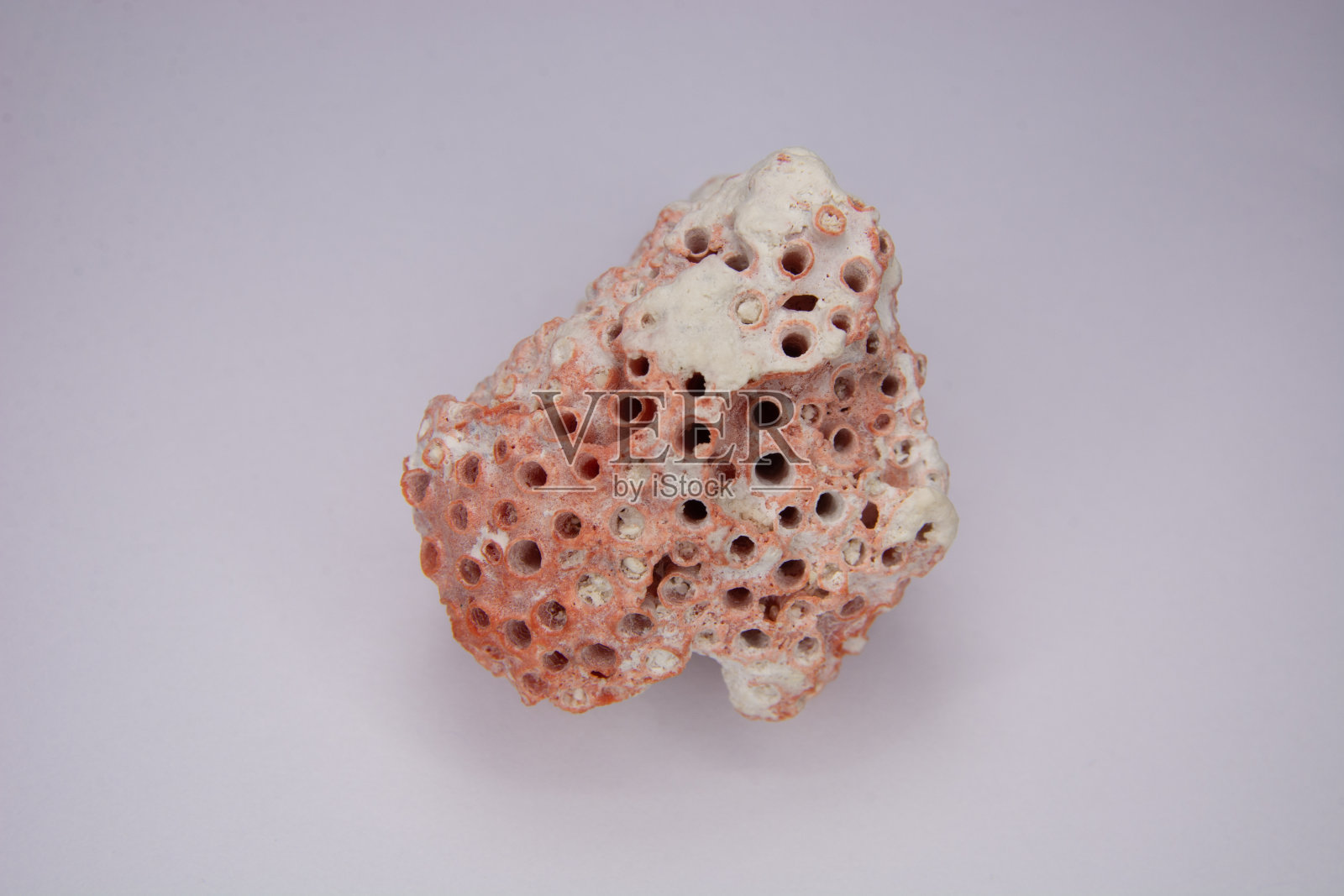 马尔代夫珊瑚照片摄影图片