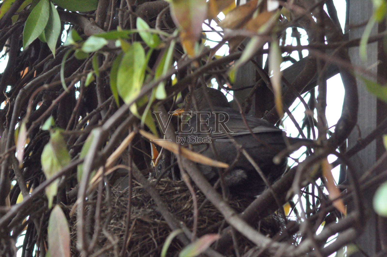 黑鸟带着它的小巢——煮熟了(Mi)照片摄影图片