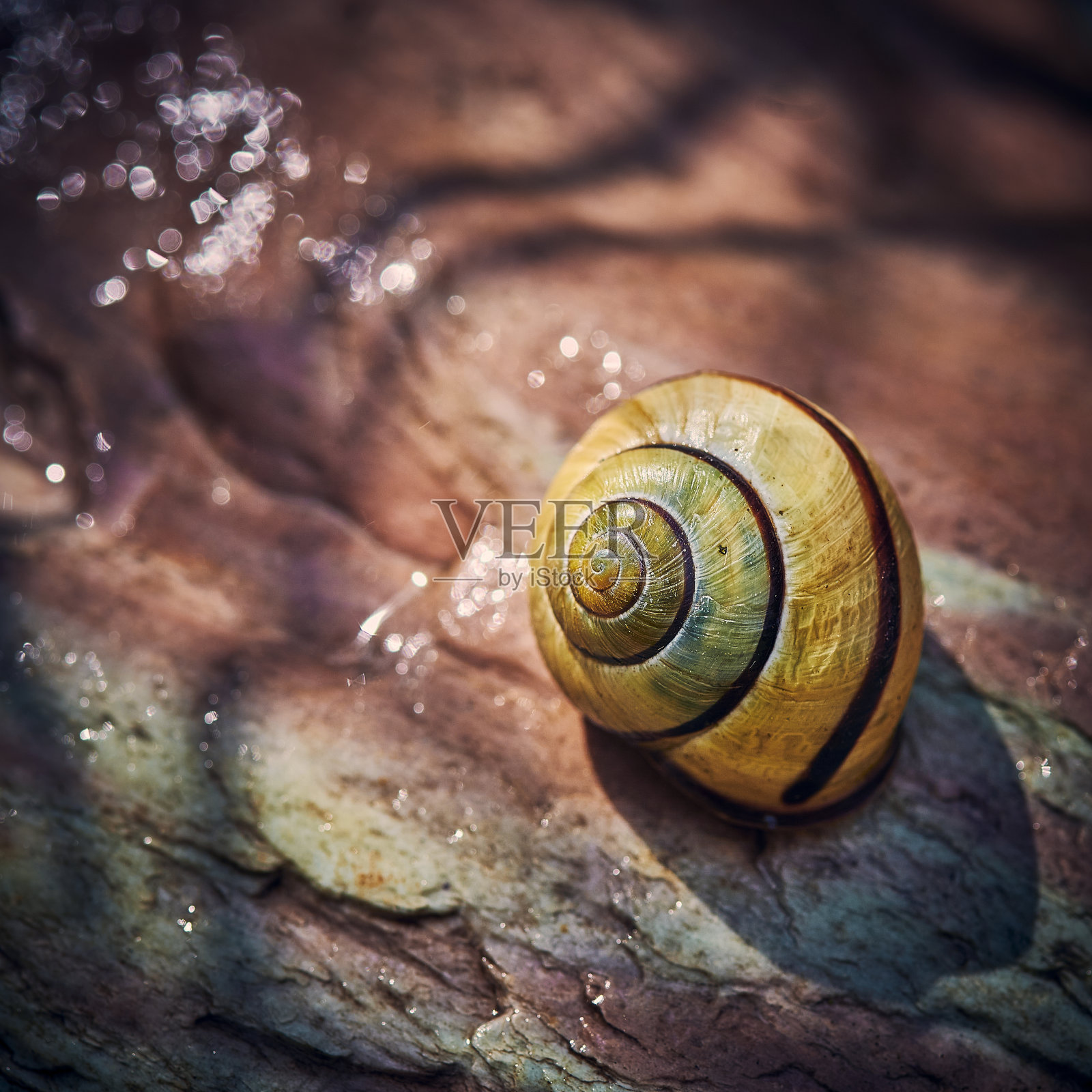 一个蜗牛在花园里潮湿的石头上的特写。照片摄影图片