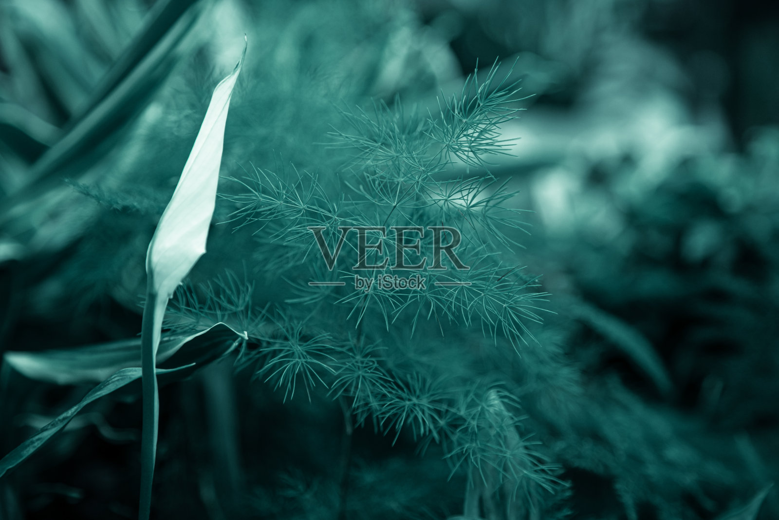 背景纹理的自然叶在深绿色。照片摄影图片