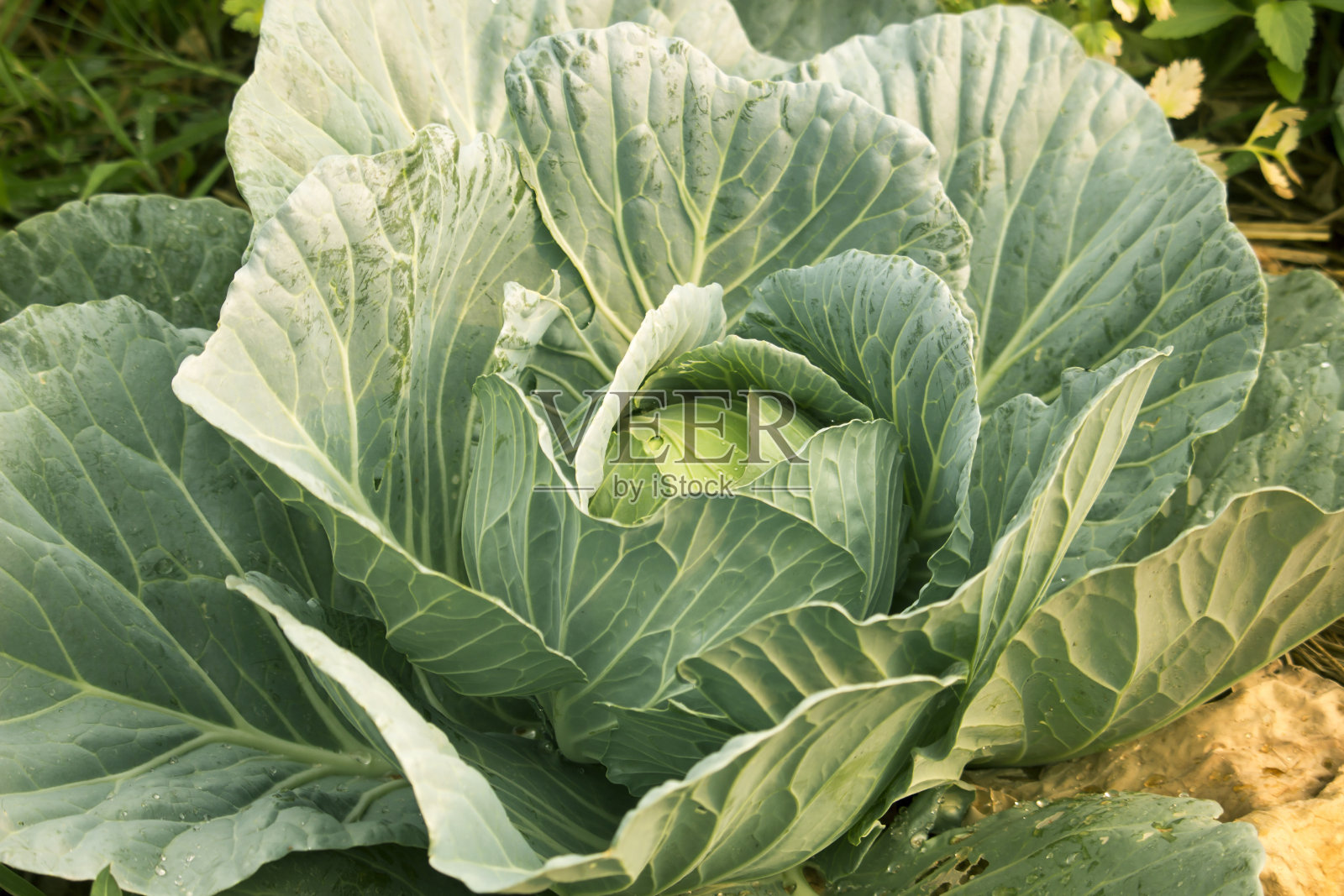 花园里有绿色的卷心菜。俯视图中的特写镜头照片摄影图片