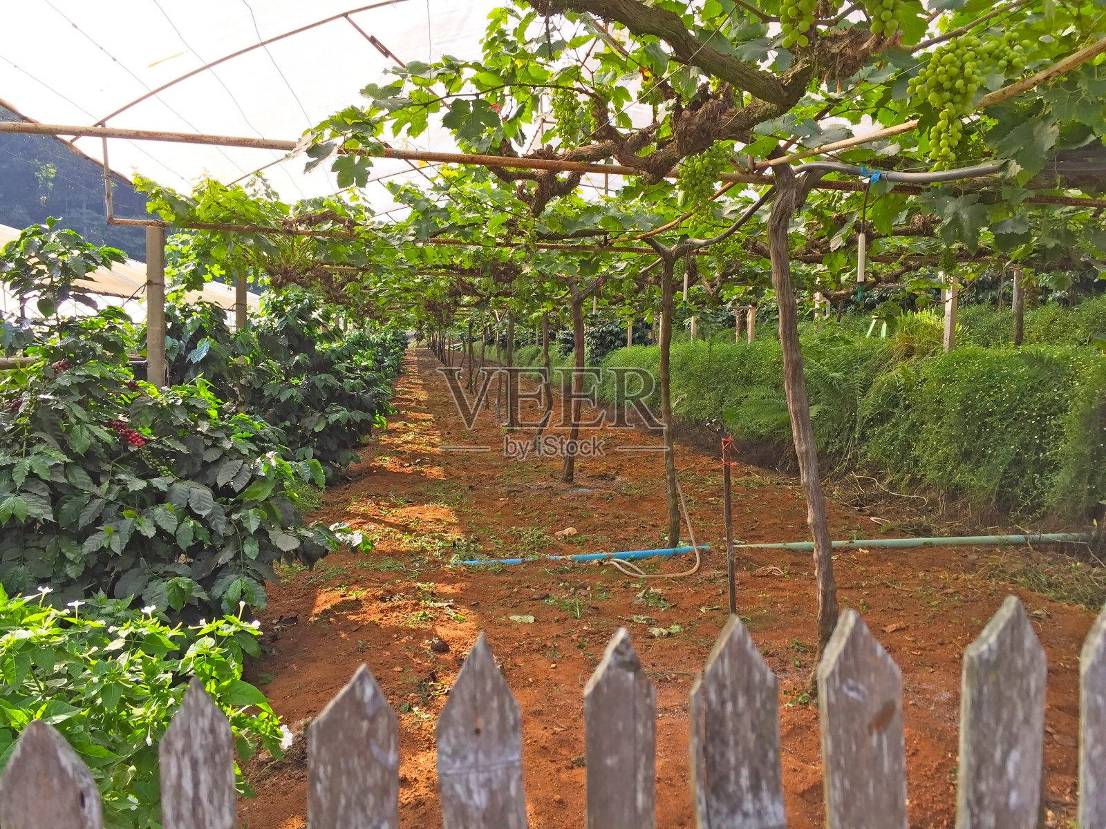 绿色的葡萄生果葡萄园，种植在有机葡萄园农场生产红葡萄酒，在白色塑料覆盖苗圃照片摄影图片