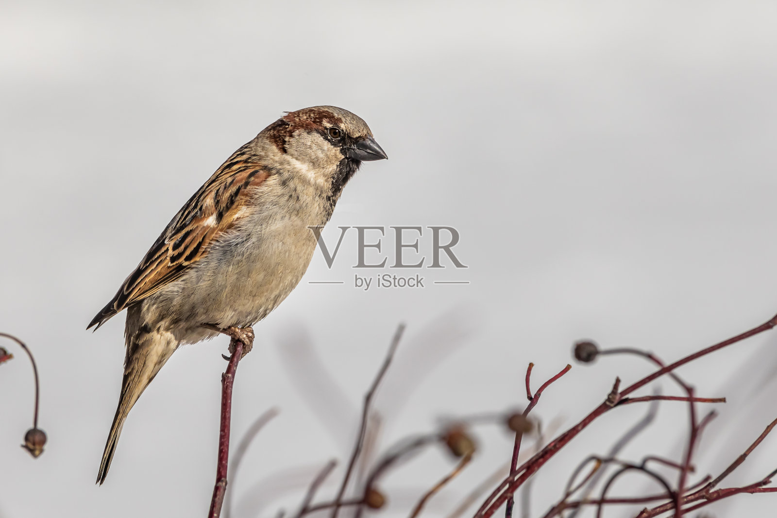有趣的灰色和棕色麻雀坐在树枝上的野生玫瑰在公园的冬天在一个模糊的灰色背景照片摄影图片