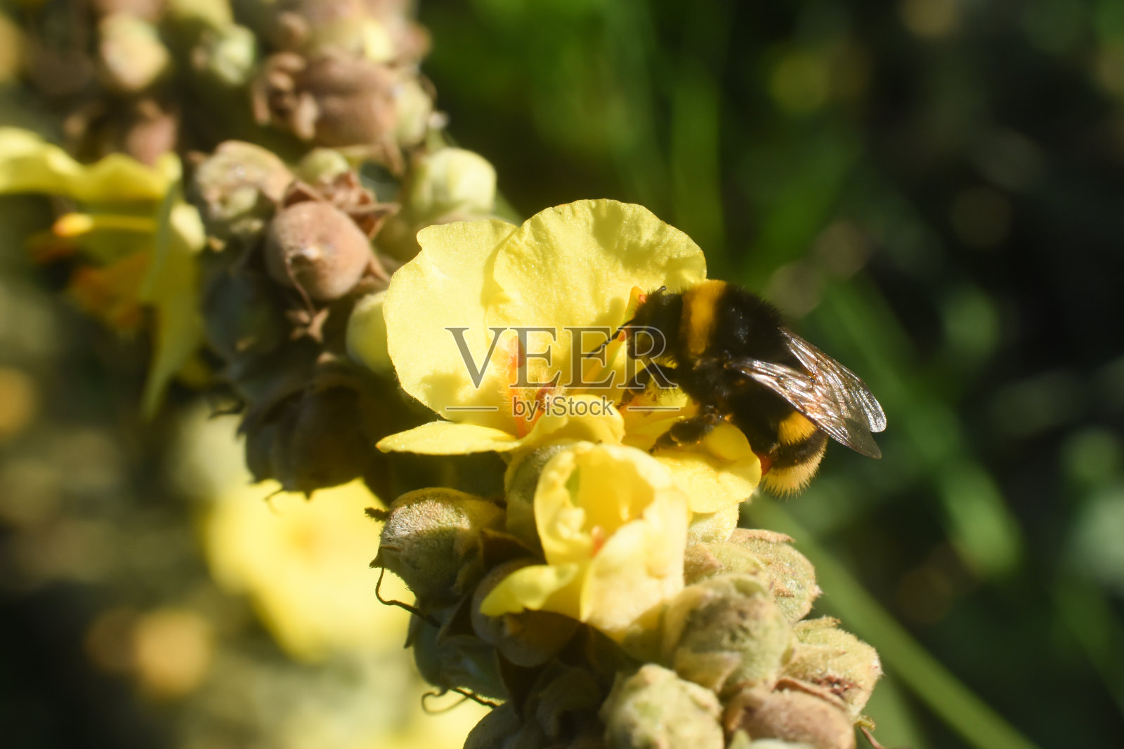 大黄蜂在春天的野花上照片摄影图片