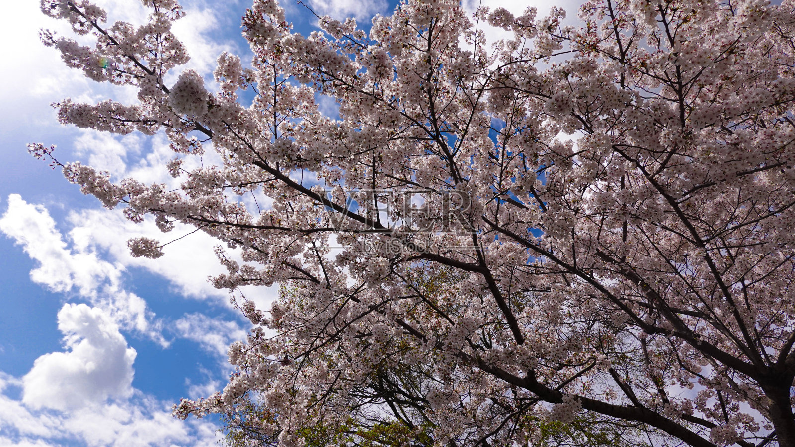 美丽的春天樱花盛开的樱花，粉红色和白色的花与生动的蓝天照片摄影图片