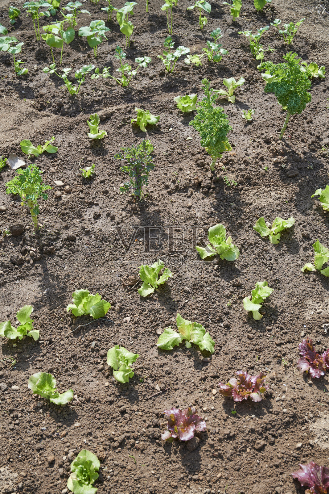 菜园照片摄影图片