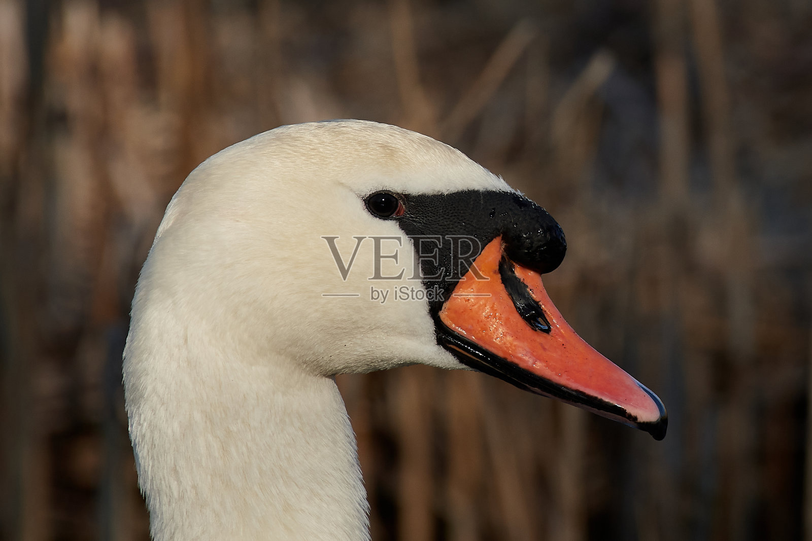 疣鼻天鹅(天鹅色)照片摄影图片