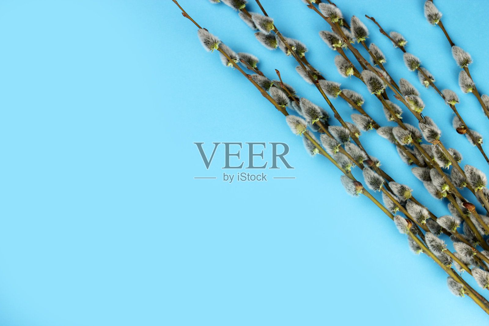 蓝色背景上的柳枝或词，文字空间照片摄影图片