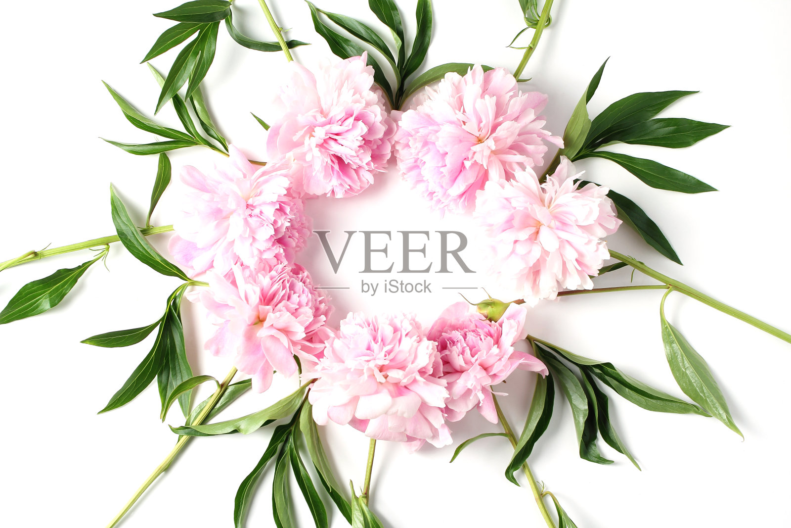 白色背景上的花的框架。淡粉色的鲜牡丹花。创意布局，平铺照片摄影图片