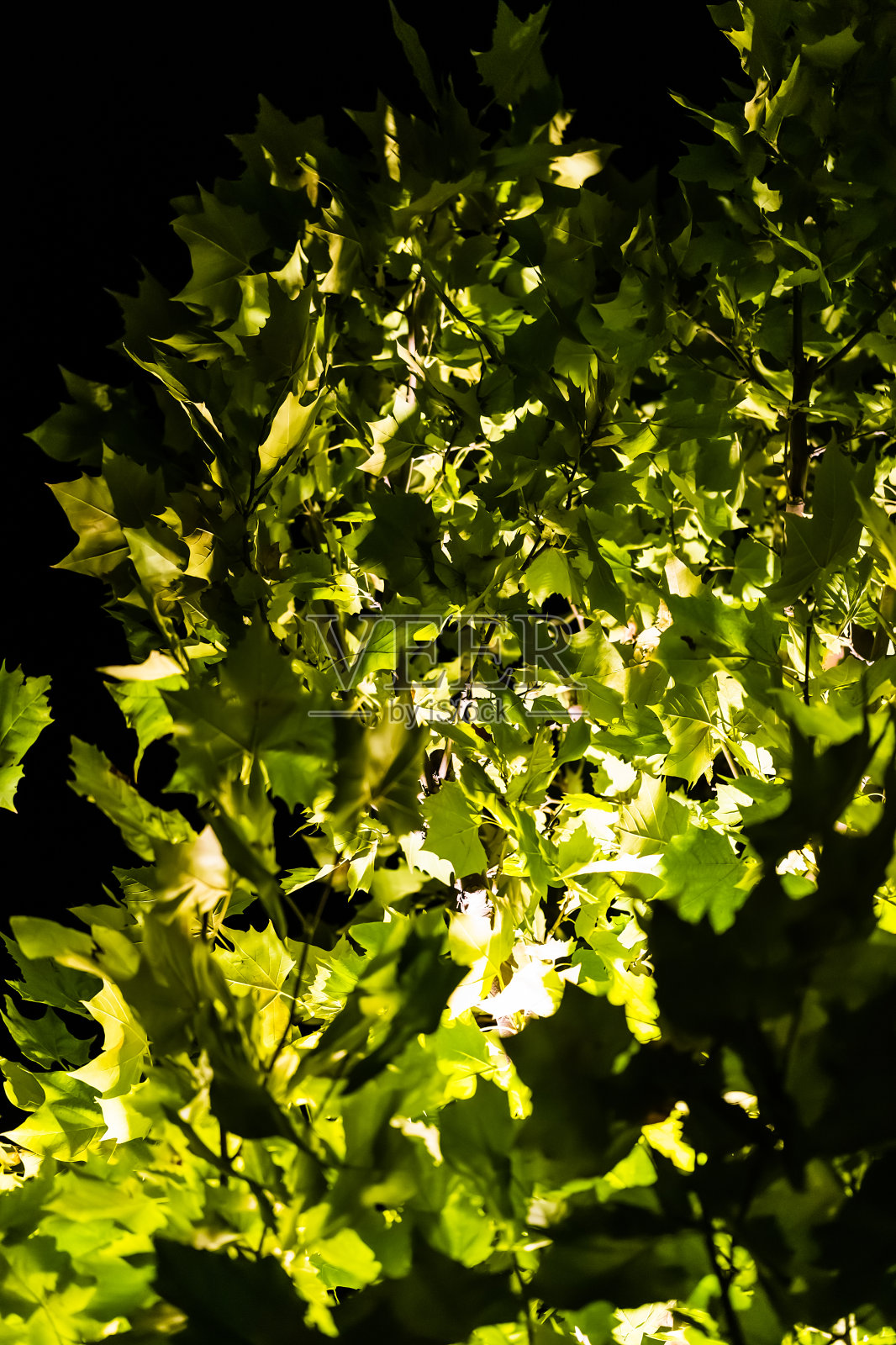 中国河北城市公园夜景照片摄影图片