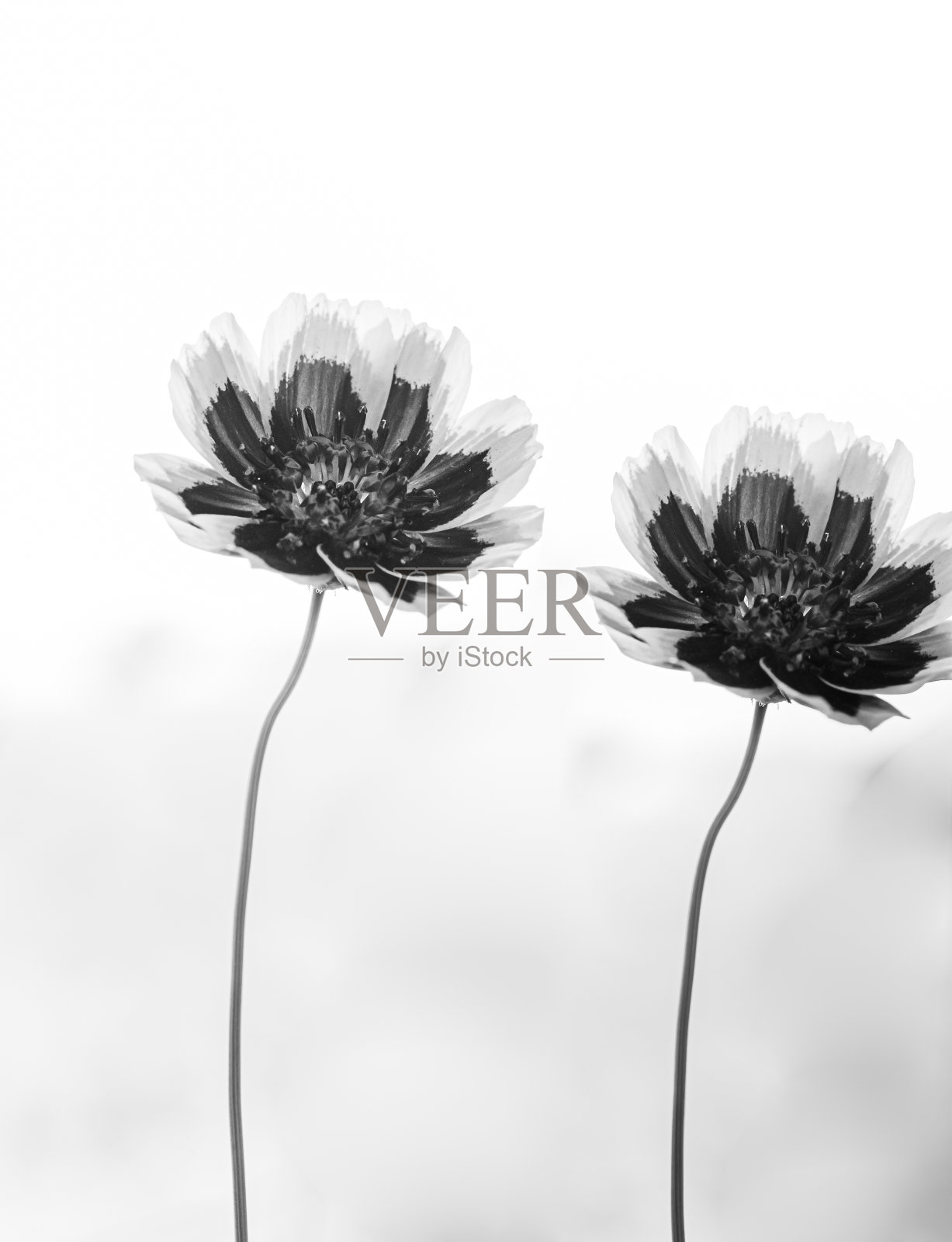 夏天的草地照片摄影图片